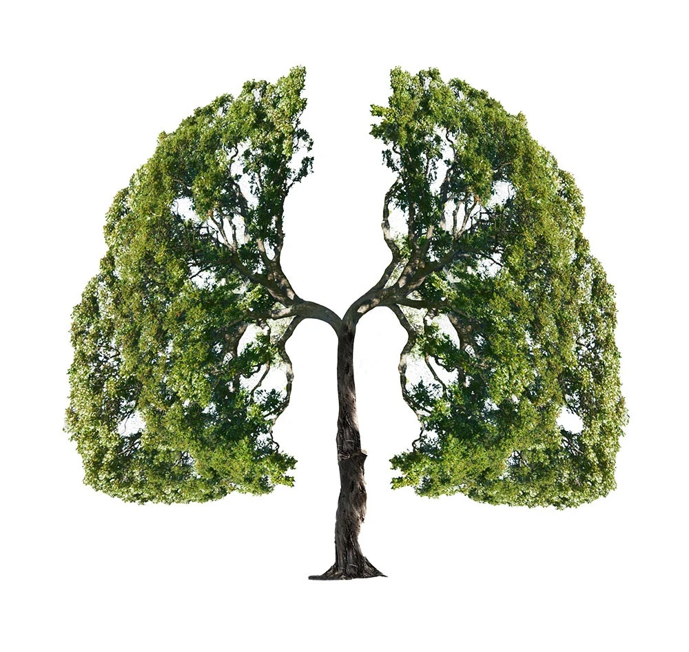 TREE NATION - Focusshop pflanzt für Sie einen Baum - ab 99.00 CHF